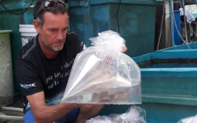 Release of 20 baby bamboo sharks at Koh Yao Intercontinental