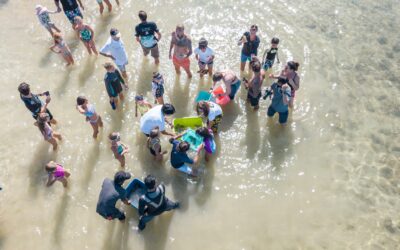 Baby bamboo sharks released with the Phuket Marine Biological Centre