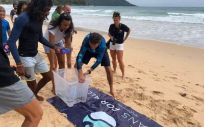 Juvenile Bamboo Shark Release with Club Med Phuket and Phuket Marine Biological Centre