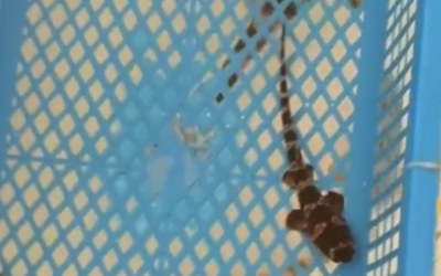 Baby shark born at Club Med, Happy to Care and OFA’s Bamboo Shark Nursery