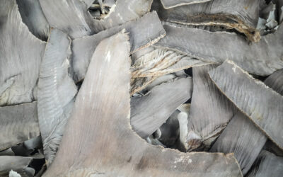 High Levels of Toxic Mercury Found in Shark Meat