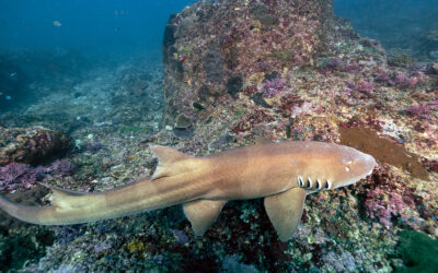 Bamboo Sharks: Guardians of the Indo-Pacific